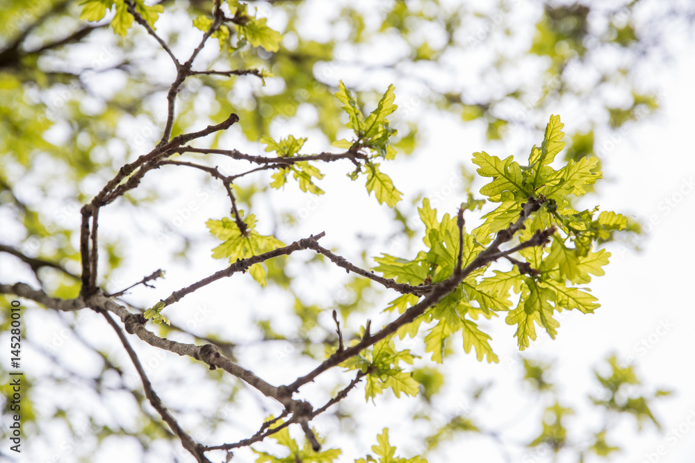 acorn leaves in the woods