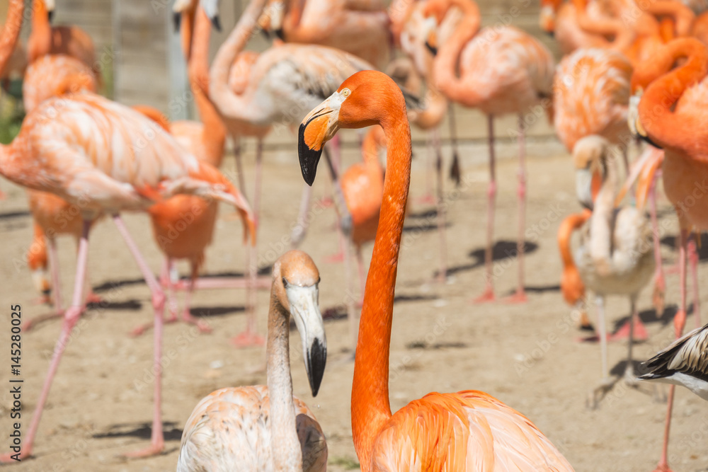 American flamingo group resting in the sun American flamingo group resting in the sun