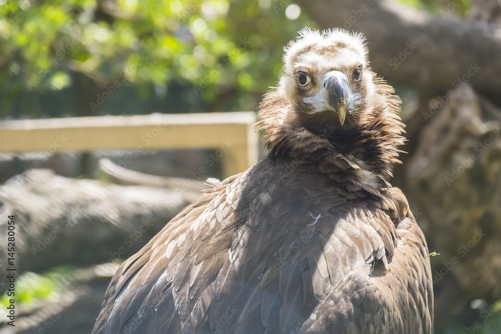 Fototapeta premium Black vulture resting quietly sunbathing