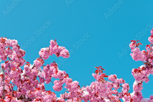 Cherry blossom and snow, Prunus serrulata, sakura