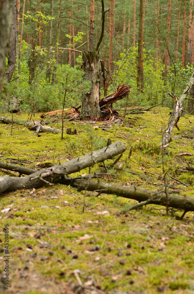 Summer wild thick forest with large beautiful trees and green grass Summer wild thick forest with large beautiful trees and green grass