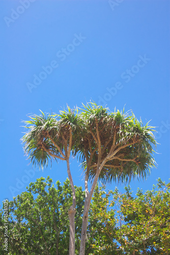 Screw pine (P. boninensis Warb) endemic ogasawara islands photo