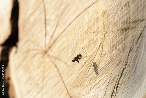 Bee on a cut tree