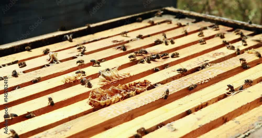 Beekeepers smoking the bees away from hive Beekeepers smoking the bees away from hive