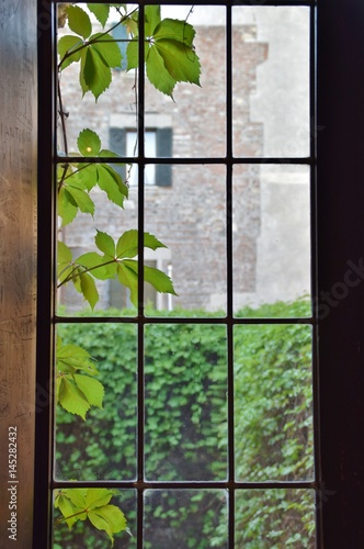 Finestra sul giardino con foglie di pianta rampicante sui vetri