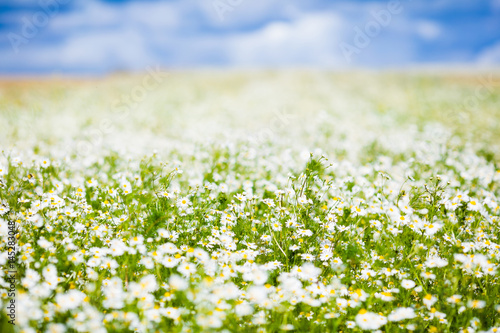 Fototapeta Naklejka Na Ścianę i Meble -  Field of daisy flowers in summer