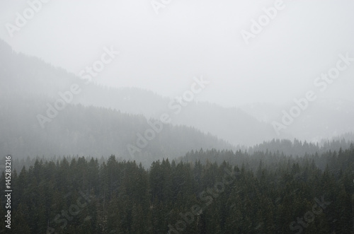 Landscape of a deep mountain valley with a pine forest and plenty of fog and clouds on a spring morning, during a light snowfall, Trentino Alto Adige, Italy © Angela