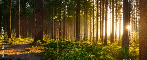 Panel kuchenny z motywem Silent Forest in spring with beautiful bright sun rays