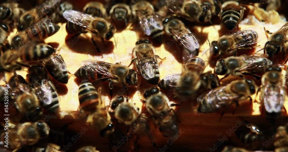 Close-up of honey bee frame covered with bees Close-up of honey bee frame covered with bees