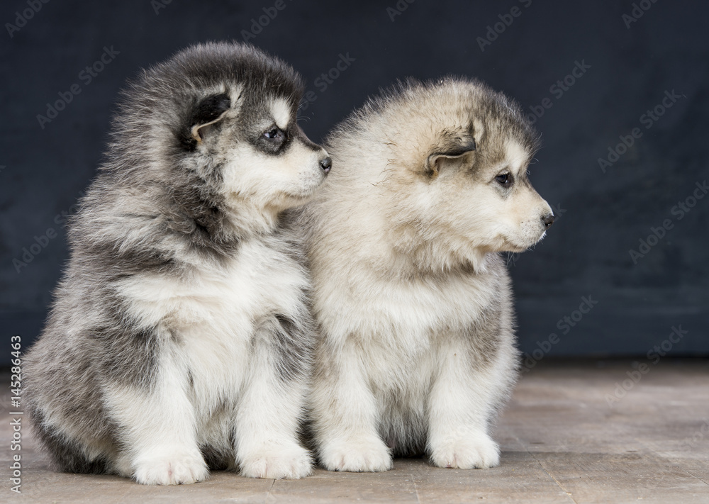 Fototapeta premium 2 wonderful puppies of Alaskan Malamute