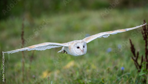 Barn Owl