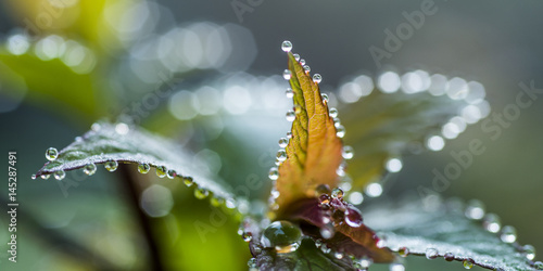 Wallpaper Mural Spiraea in droplets of dew Torontodigital.ca