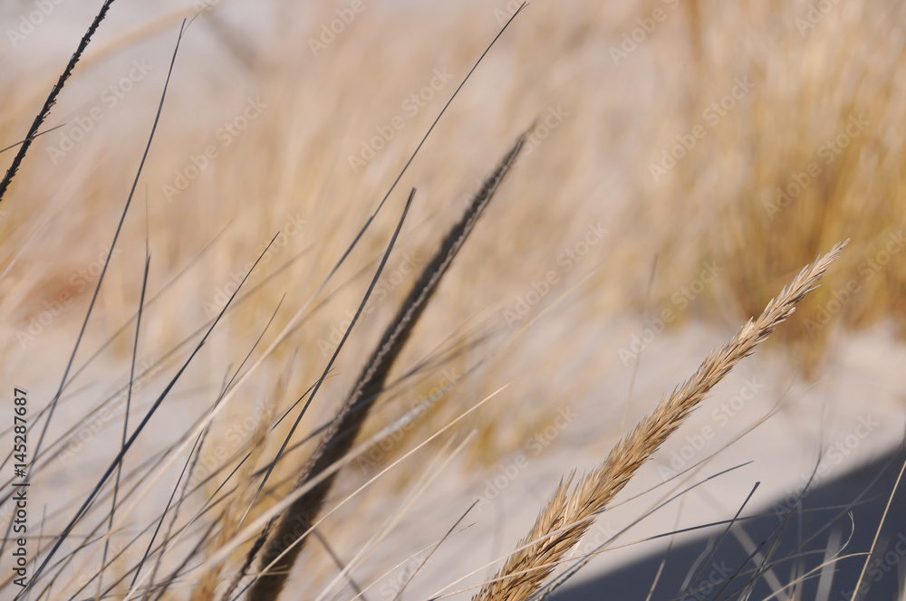 Fototapeta premium Beach plants detail