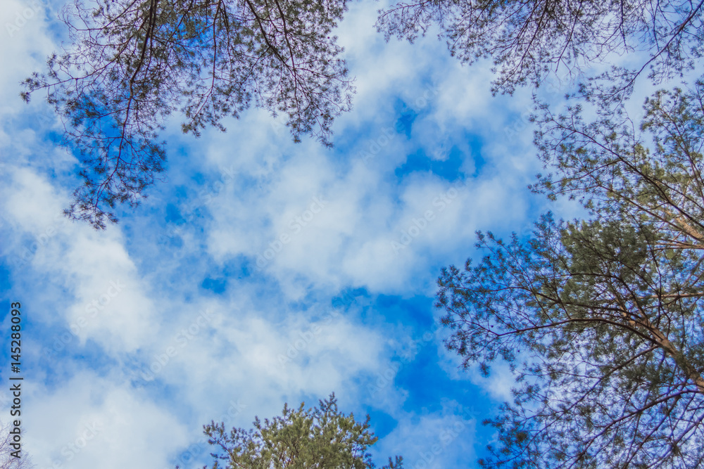 Obraz premium Небо, кроны деревьев