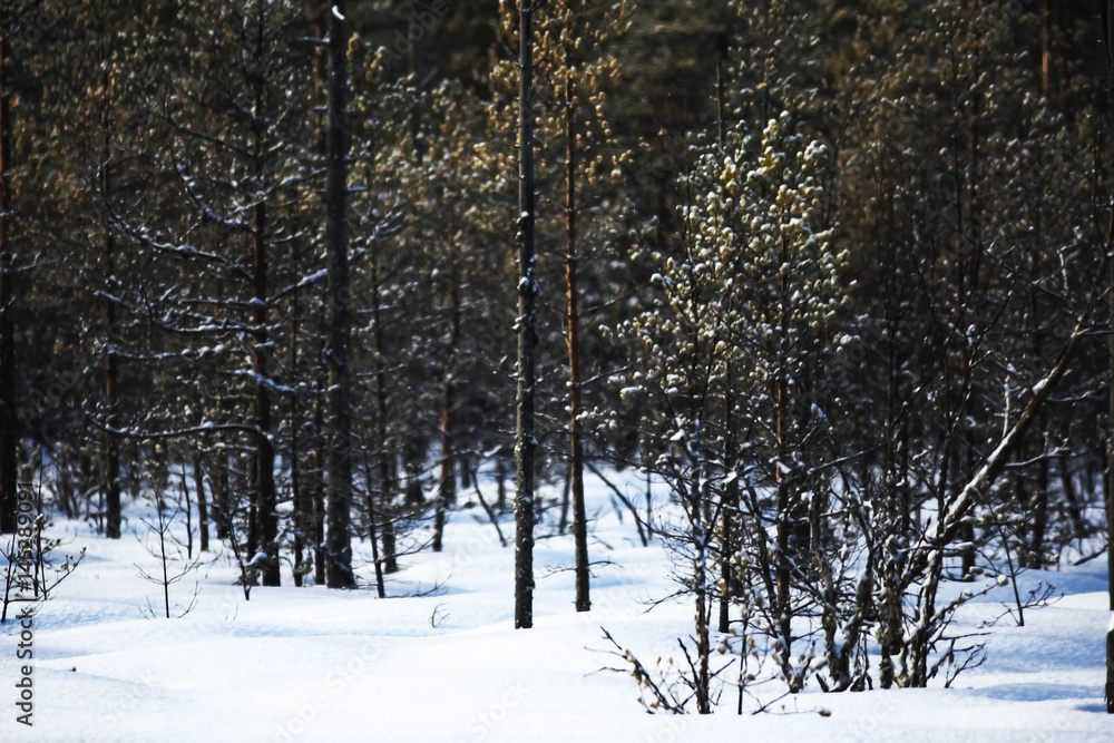 Fototapeta premium Snow-covered winter russian forest