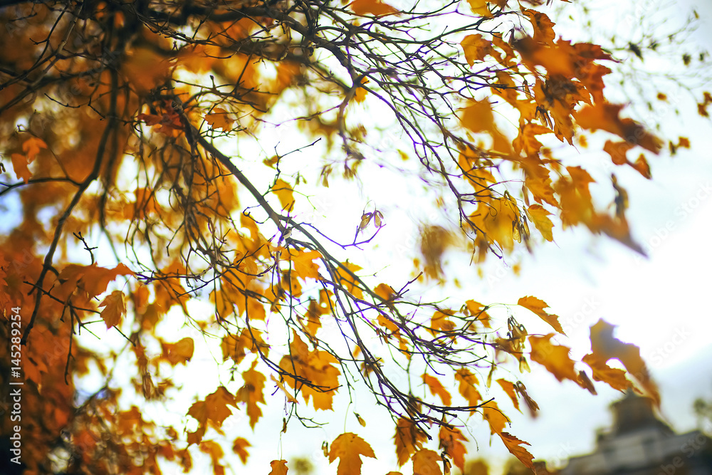 Yellowed leaves on branches Yellowed leaves on branches