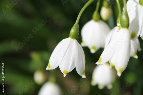 White Snowdrop Spring Flower