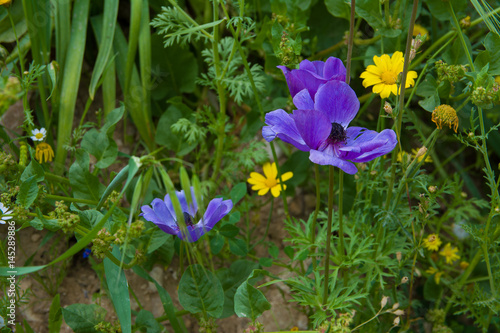Wild forest flowers in spring. Small blue an yellow wildflowers. photo