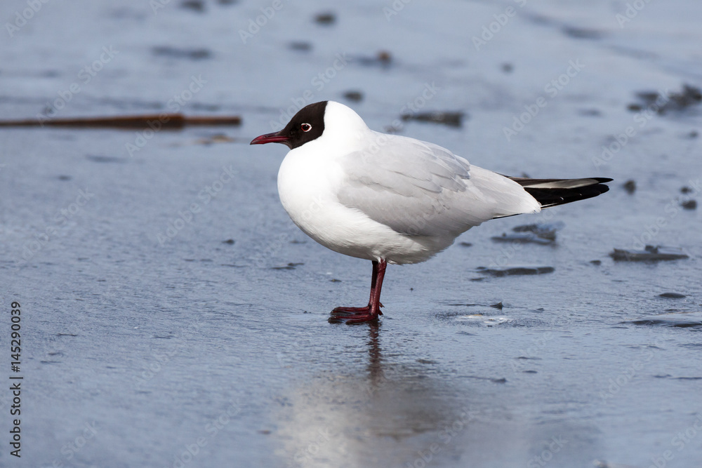 Black-headed (Larus ridibundus) Black-headed (Larus ridibundus)