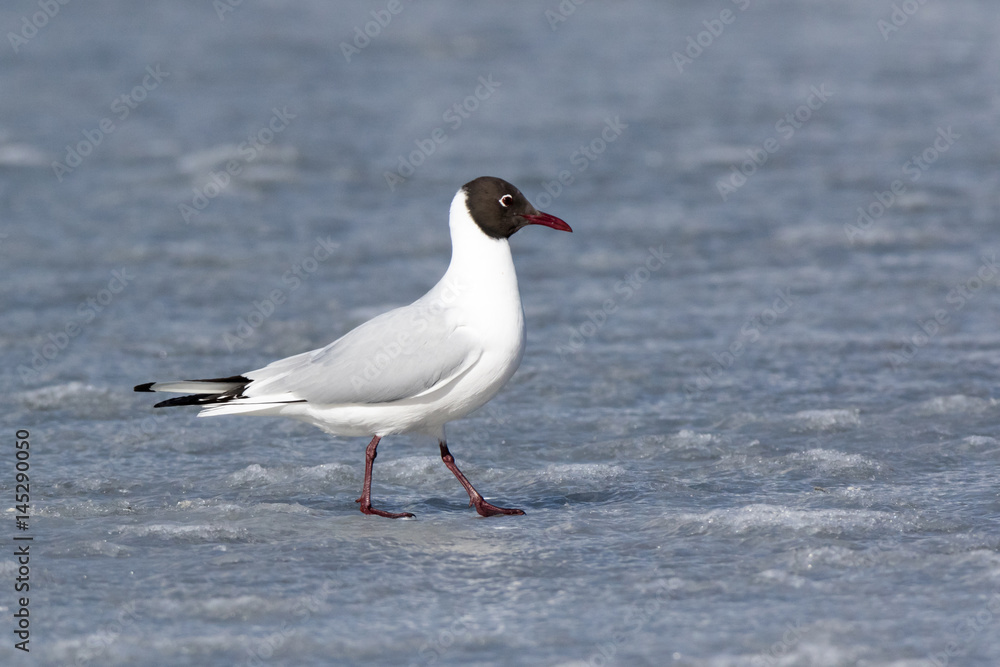 Black-headed (Larus ridibundus) Black-headed (Larus ridibundus)