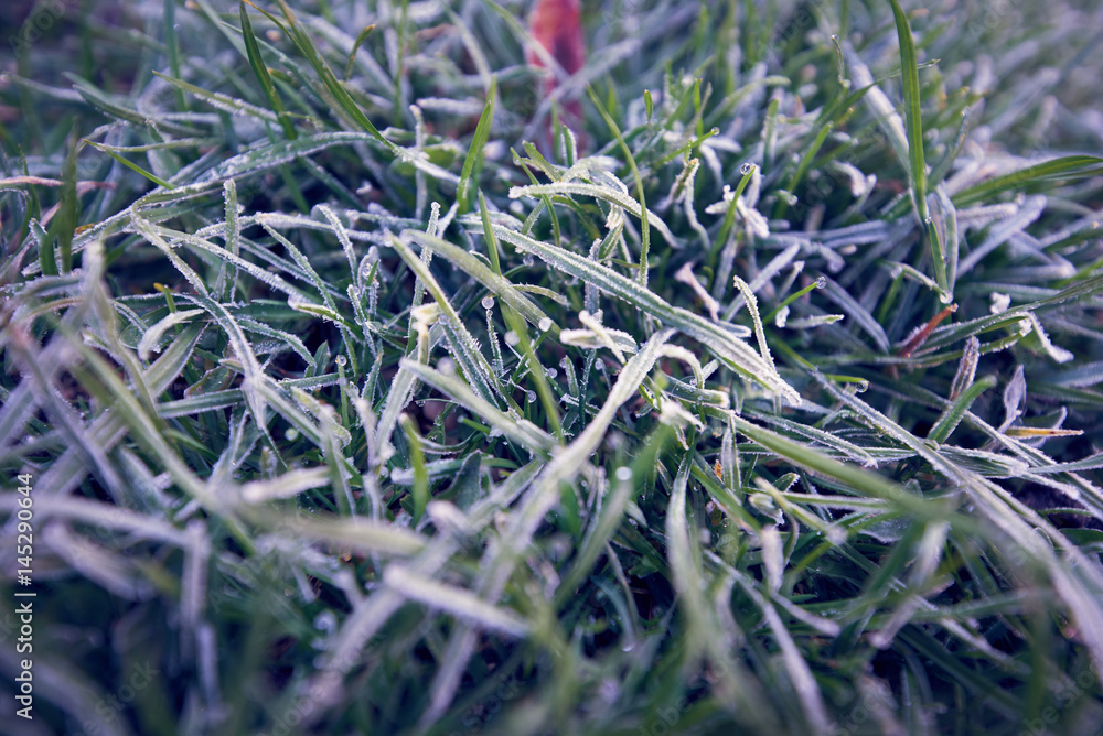 frozen grass