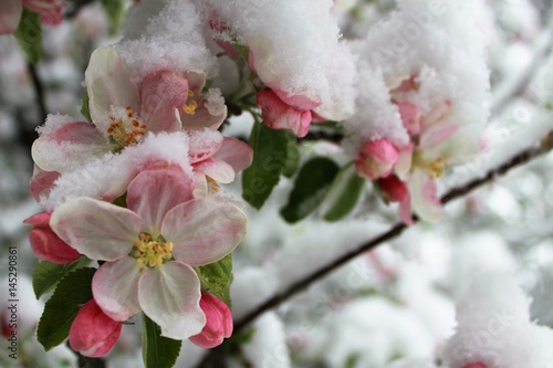 blossoms of an flowering apple tree in spring covered with snow/cold weather causing damage of fruit production/late onset of winter, cold spell in spring, low yield of trees
