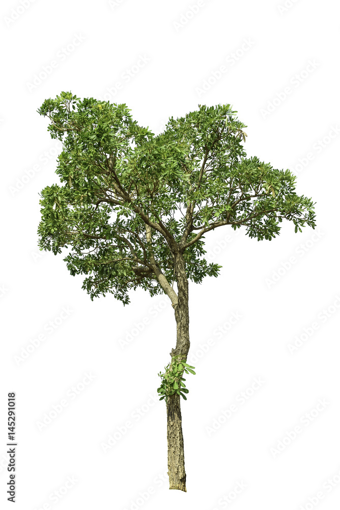 Isolated tree on a white background with clipping path Isolated tree on a white background with clipping path