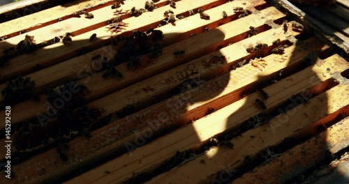 Beekeeper removing honeycomb from beehive photo