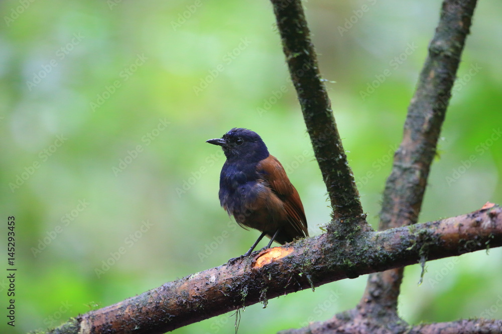 Brown-winged whistling thrush (Myophonus castaneus) in Sumatra,Indonesia Brown-winged whistling thrush (Myophonus castaneus) in Sumatra,Indonesia