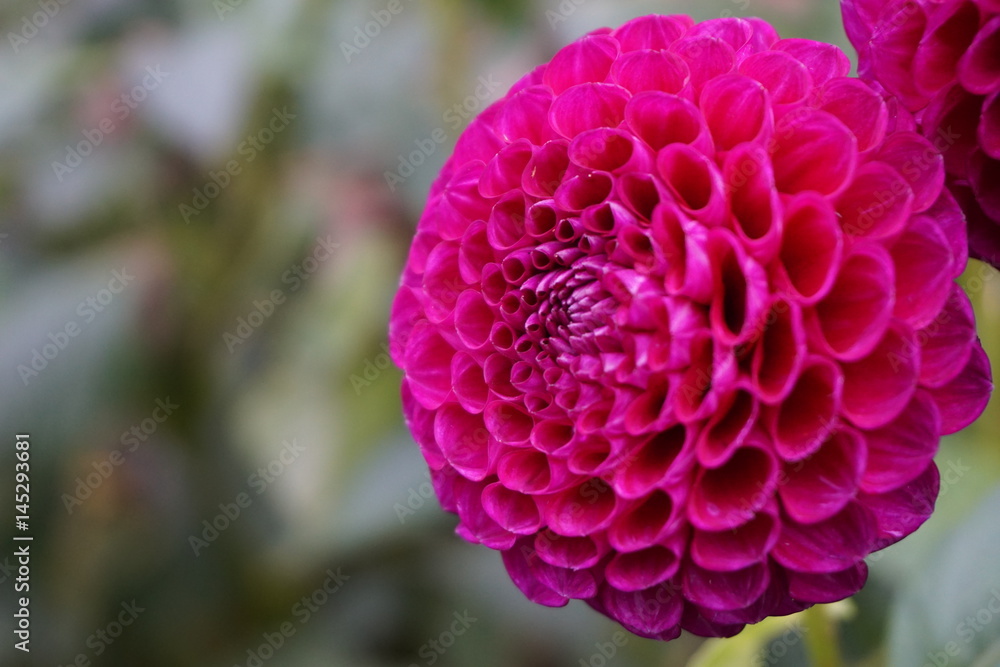 pink dahlia pink dahlia