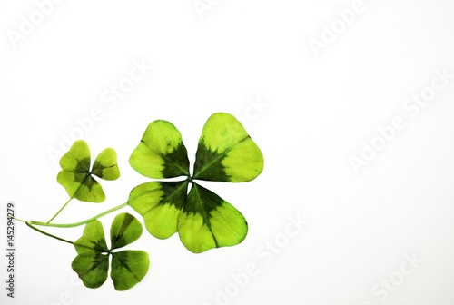 Fresh green flat three coverleaves plant on white background