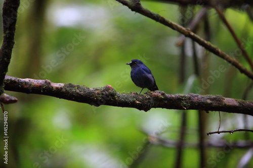 Sunda robin (Myiomela diana) in Sumatra, Indonesia 