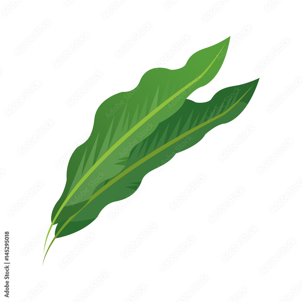 tropical leaf icon over white background. colorful design. vector illustration tropical leaf icon over white background. colorful design. vector illustration