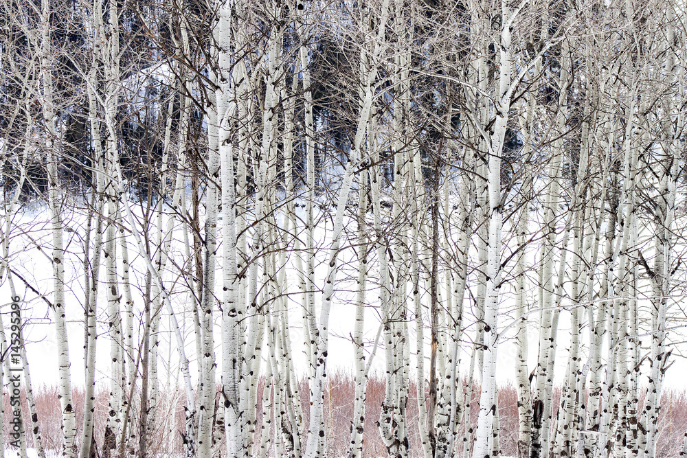 Fototapeta premium Aspens in Winter