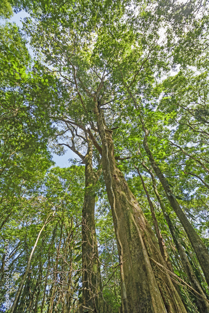 Lookin up into the Rain Forest Canopy Lookin up into the Rain Forest Canopy
