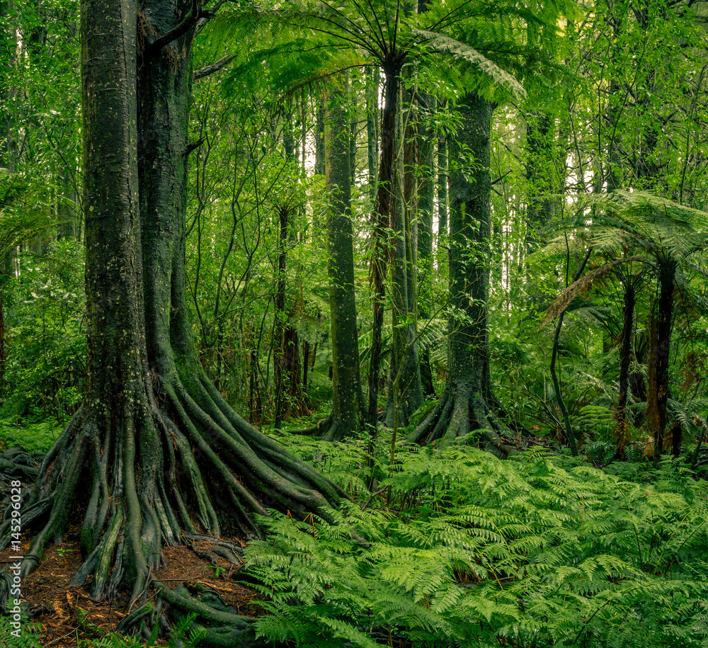 Obraz premium Trees in green tropical jungle forest