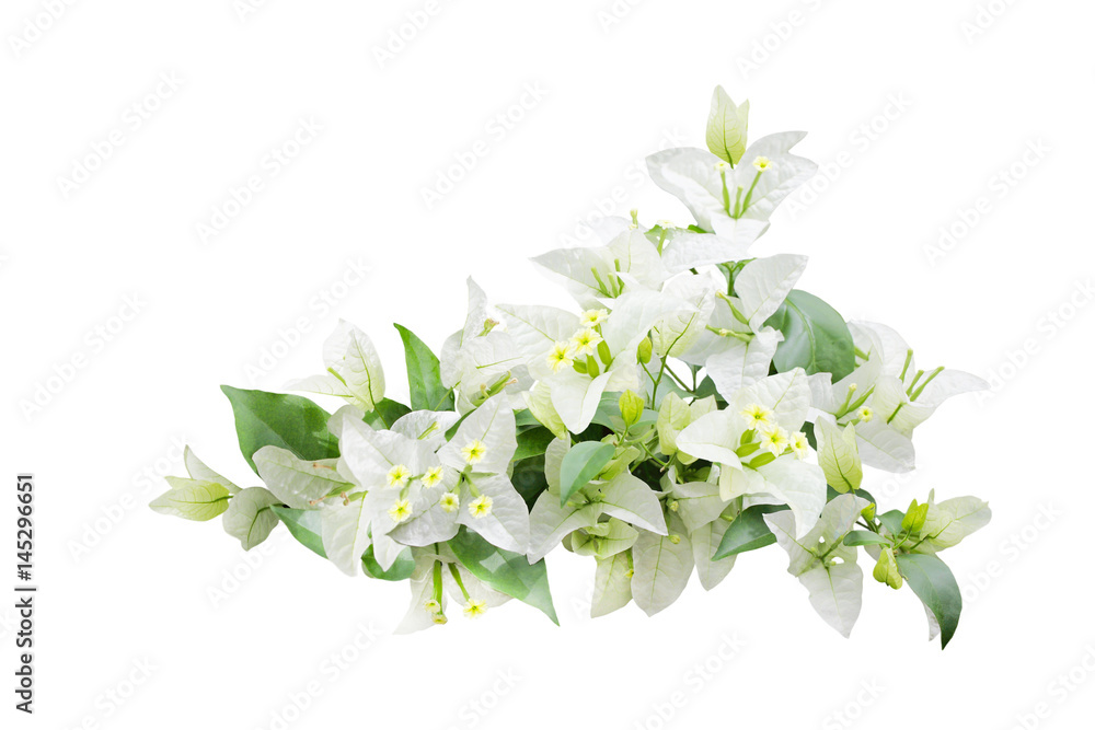 Fototapeta premium White Bougainvillea Flower