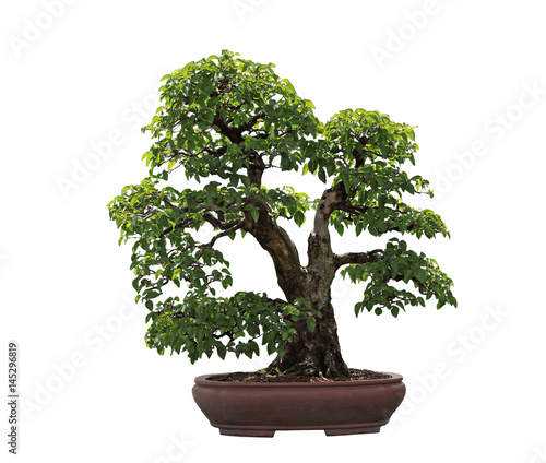 Rock Hornbeam Bonsai Tree