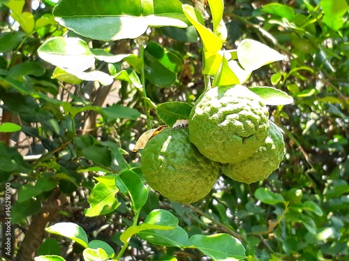 Bergamots in the herbal garden. photo