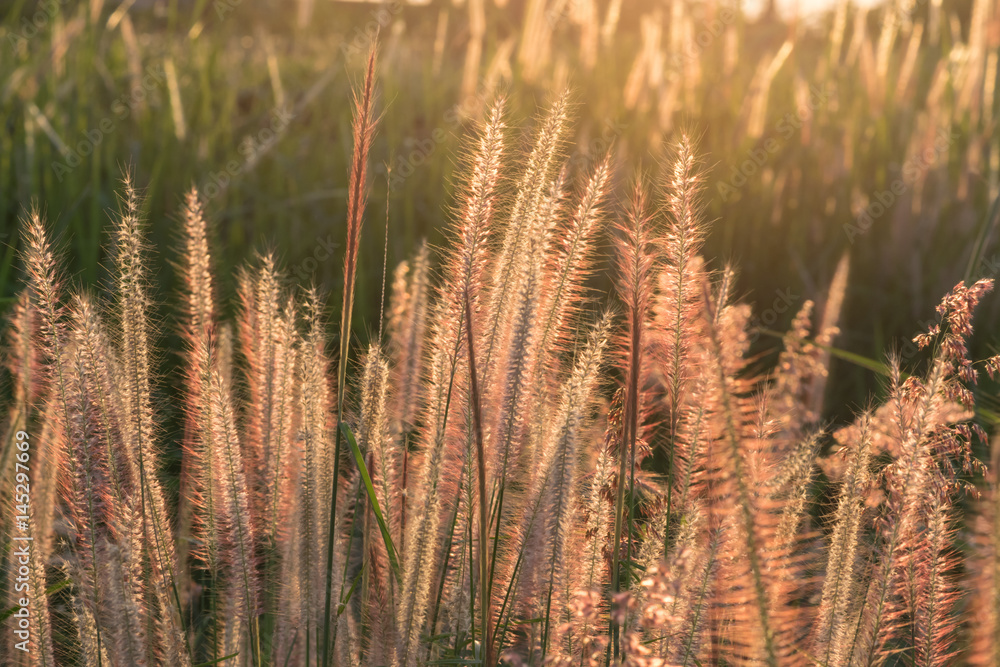 Pennisetum flower in warm sunset Pennisetum flower in warm sunset