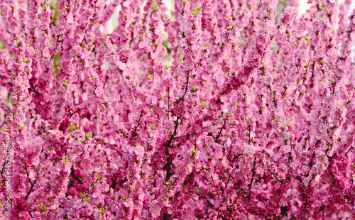 Fototapeta Naklejka Na Ścianę i Meble -  In full bloom in the peach blossom