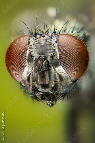 Focus Stacking - Common Green Bottle Fly, Greenbottle Fly, Flies © Maciej Olszewski