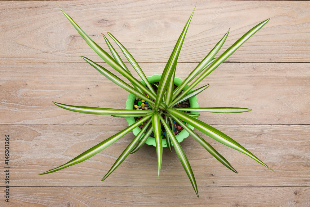 Potted plants on a wooden background Potted plants on a wooden background