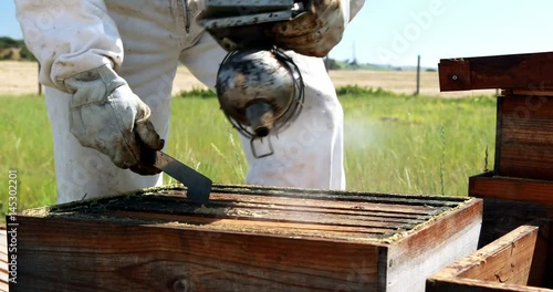 Beekeepers smoking the bees away from hive photo