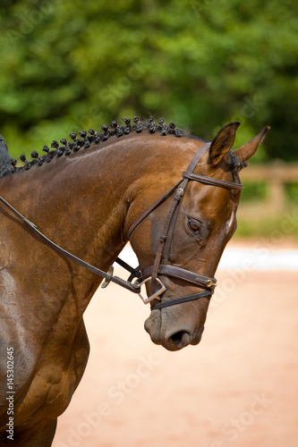 Elegant Horse Head in English tack