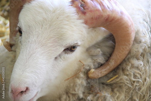 Only Have Ewes for You
