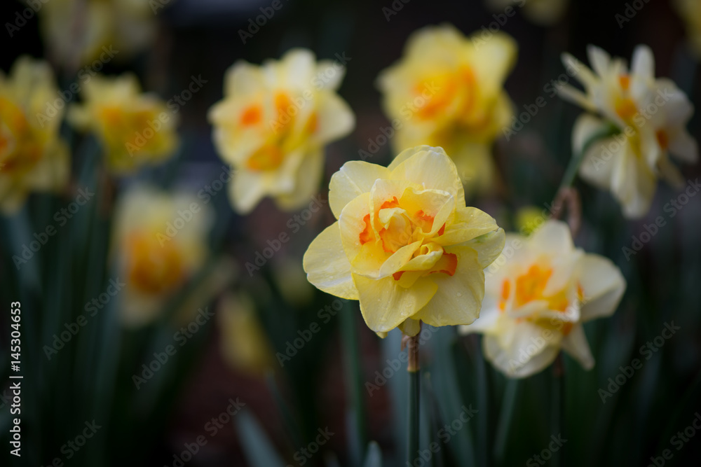 Queensday Daffodil Blooming