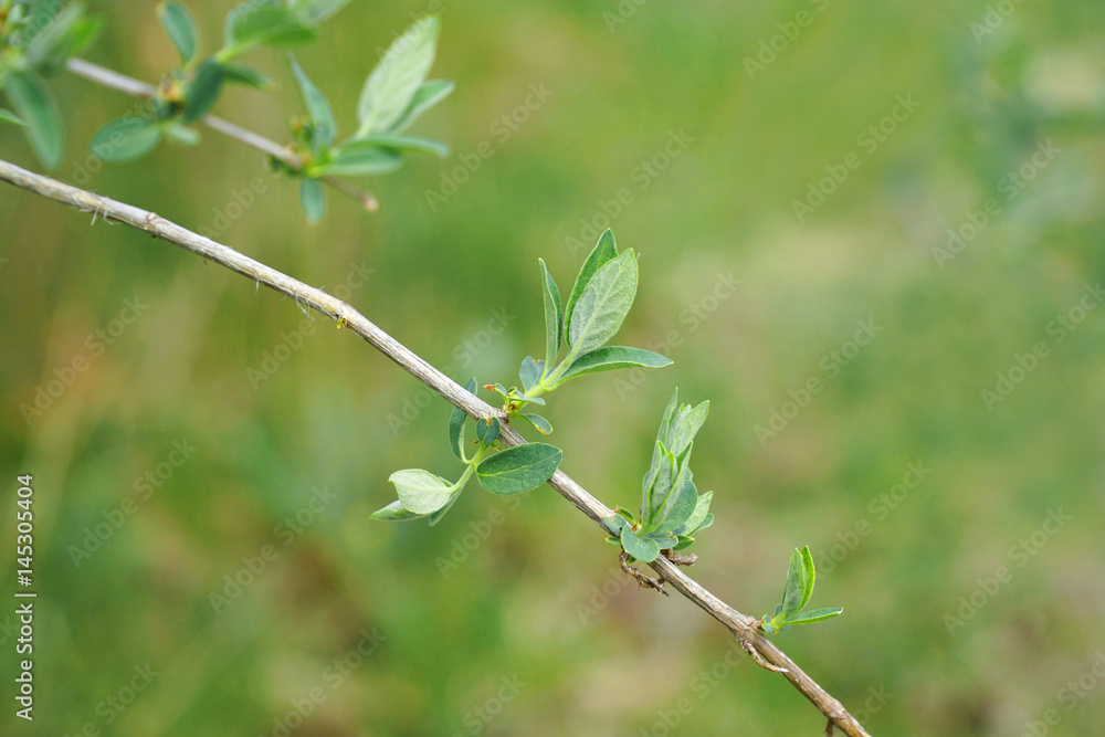 spring leaf on tree twig in spring spring leaf on tree twig in spring