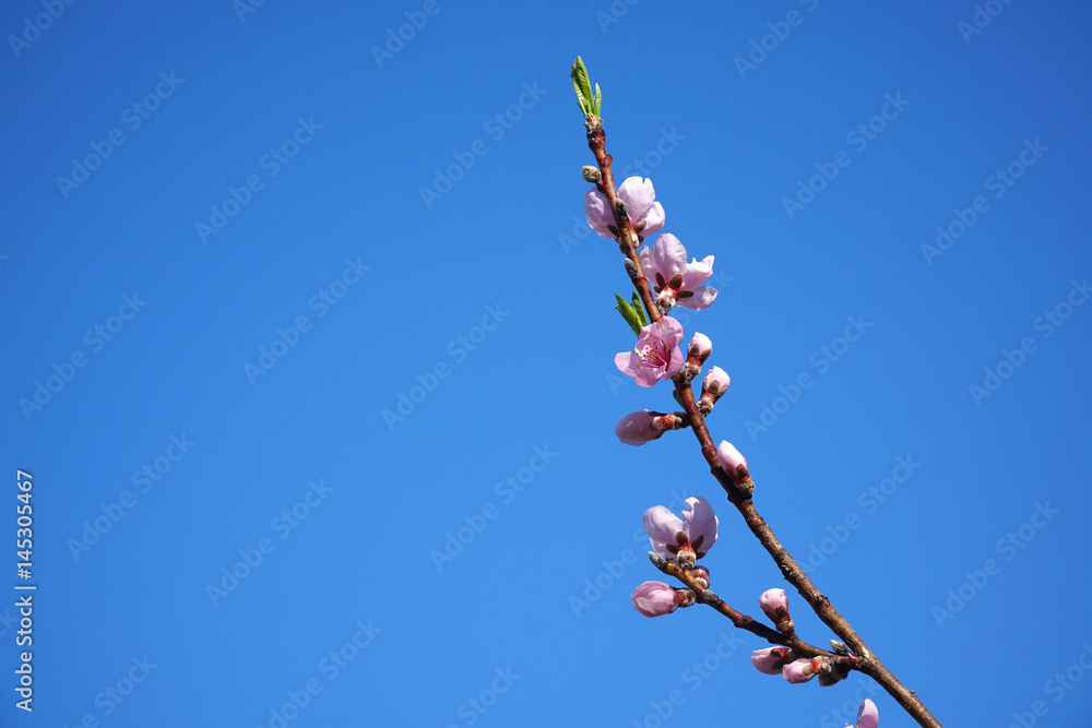 blooming peach flower in spring under blue sky