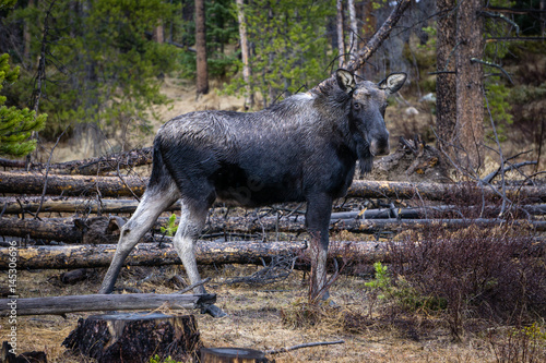 Wet Moose In Colorado © bwolski